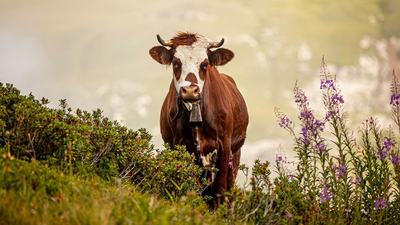 photographe-metier-artisanat-beaufort-1