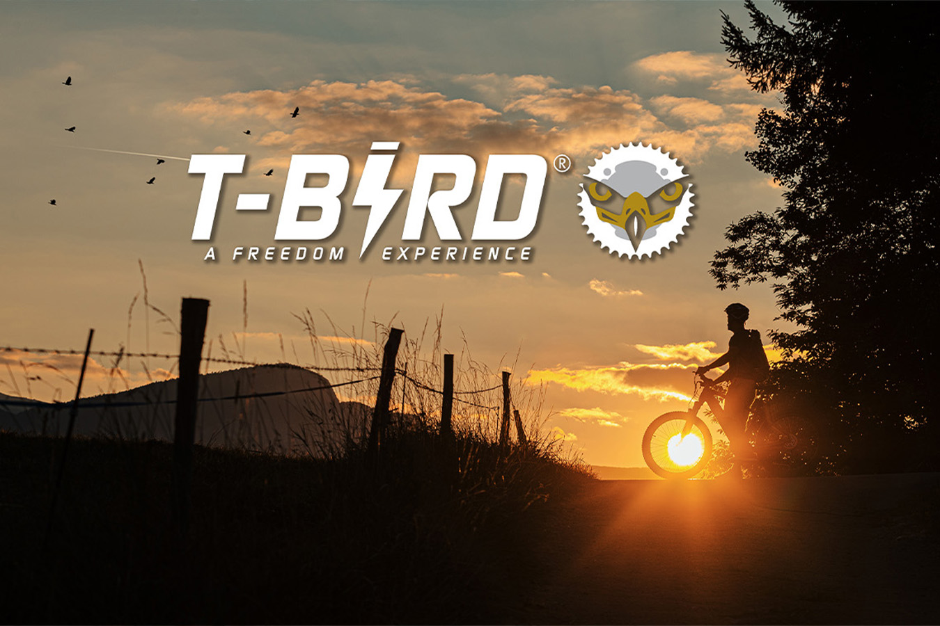 Photographe Produit velo T-BIRD